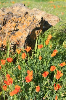 California poppy flowers next to a rock.
