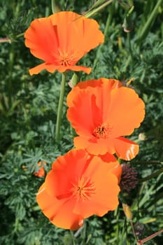 California poppy flowers close up.