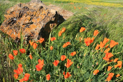 California poppy flowers next to a rock.
