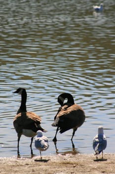 Canadian geese and seagulls on a shore.
