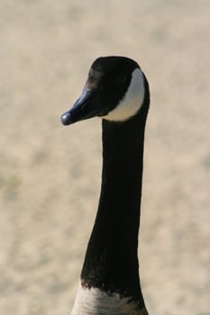 Portrait of a Canadian goose standing on a shore.
