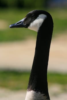 Portrait of a Canadian goose standing on a shore.
