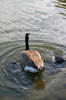 Canadian goose swimming away to the other side of a lake.