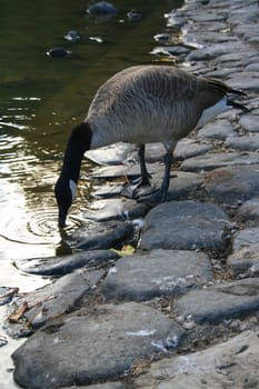 Canadian goose looking for something to eat.
