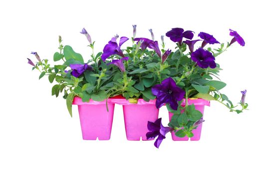 Purple petunia isolated on a white background.