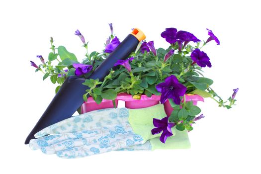 Pack of petunias with trowel and gardening gloves isolated on a white background.