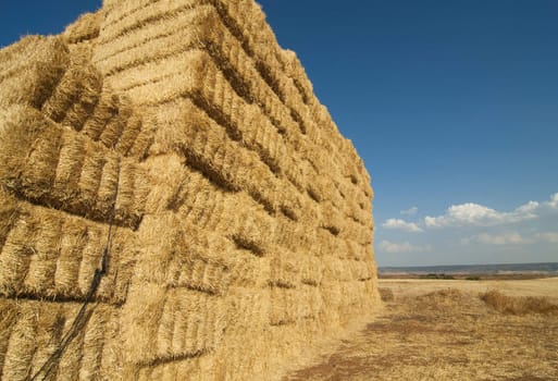 straws of hay, grain crop field picture