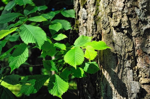 Green leaves on the background cortex of tree