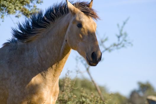 Picture of a horse on the hill.