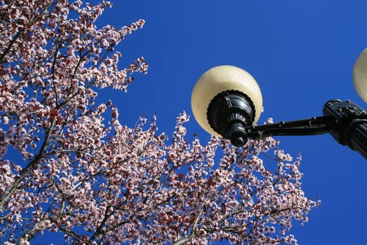 Cherry blossoms next to a street light pole.
