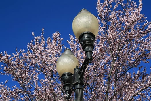 Cherry blossoms next to a street light pole.
