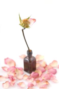 Close up of a single dried pink rose on white background