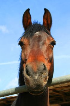 Headshot of a horse at the farm.
