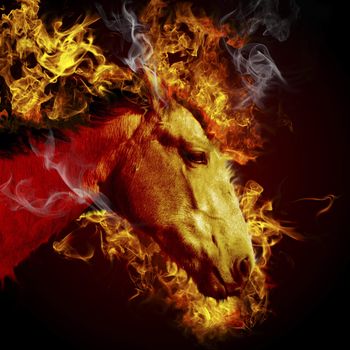 Hot horse, burning animal, fire