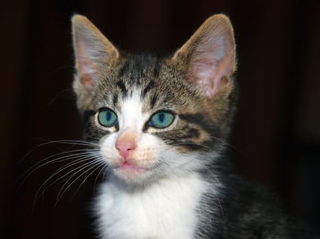 Cute Kitten with blue green eyes