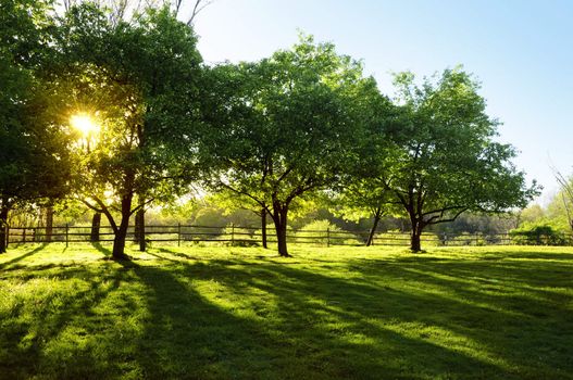 Sun shining through trees on a farm