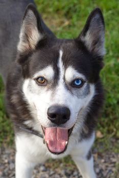 Dog with different eyes look at you
