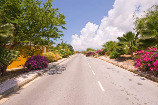 road with tropical vegetation on the side with blue cloudy sky