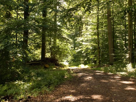 Deep in the forest green beautiful nature landscape