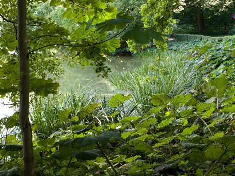 Forest green lush background landscape with trees and bushes