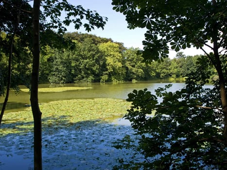 Beautiful country landscape of lake with water lilies and trees around