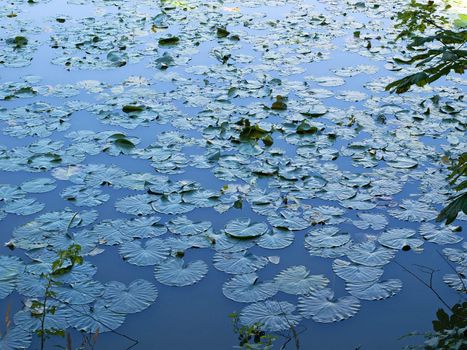 Beautiful landscape of lake with water lily flowers