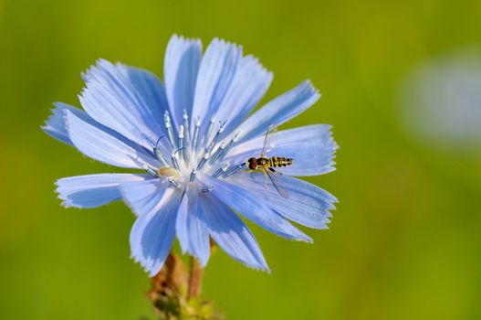 Hoverfly feeding on stamen of a chicory