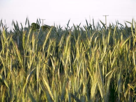 The wheaten field