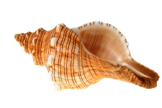 Big seashell of slug isolated on white (with clipping path)