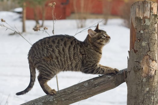 Gray tabby cat climbing a fence in the country
