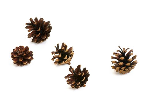 Five pine cone isolated on white background. 