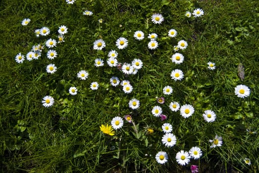 lots of sunlit daisies on a lawn