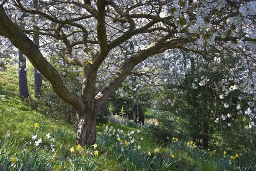 tree with lots of blossoms and daffodils in spring