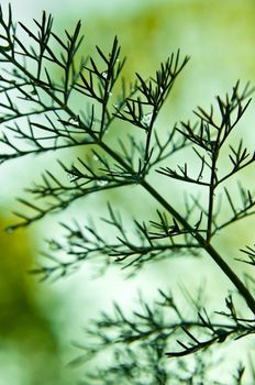 Close up of a fresh fennel plant with rain drops.