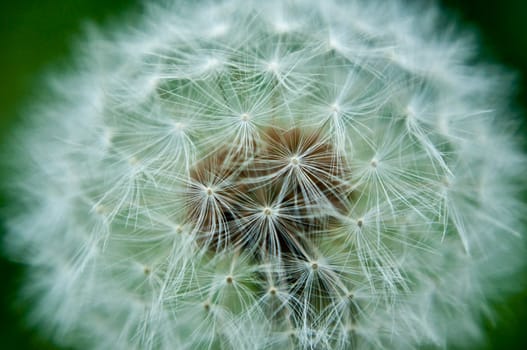 Close up capturing the parachute seeds contained within a dandelion flower head.