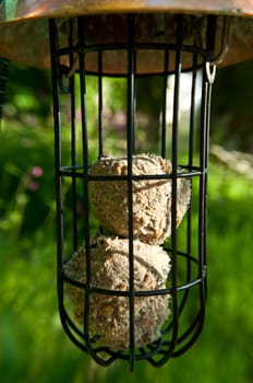 Close up capturing a metal and wire wild bird feeder containing 'fat balls' bird food and situated within a green outdoor area.