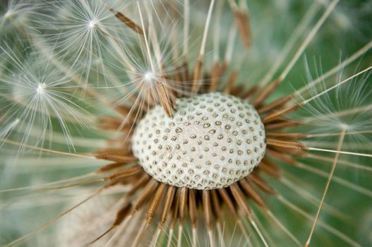 Close up of a dandelion head with dispersing parachute seeds.