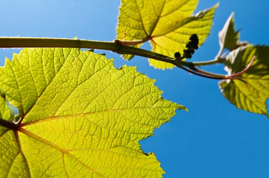 A view of Kiwi Fruit vine leaves and buds against a vibrant blue sky.