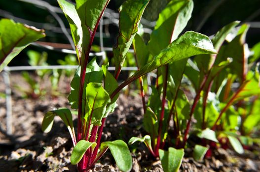 Close and low level angle capturing a line of young organic Beetroot plants in the ground.