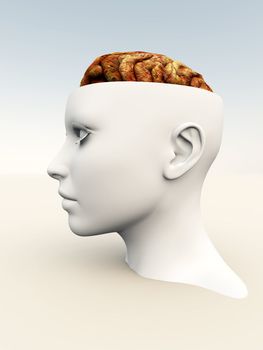 An anatomical open top head revealing a human brain inside.