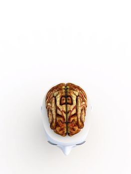An anatomical open top head revealing a human brain inside.