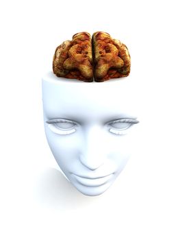 An anatomical open top head revealing a human brain inside.