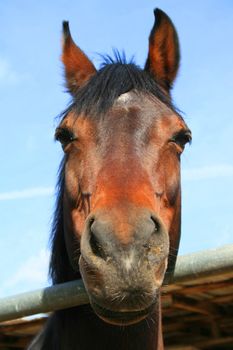 Headshot of a horse at the farm.
