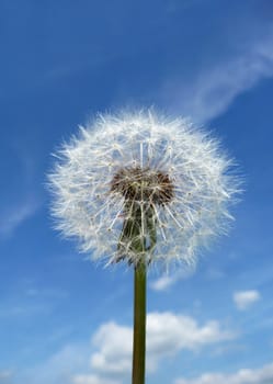 Close up view of a Dandelion clock with a sky background.