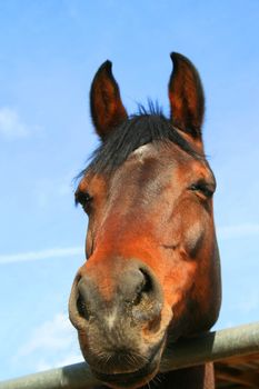 Headshot of a horse at the farm.
