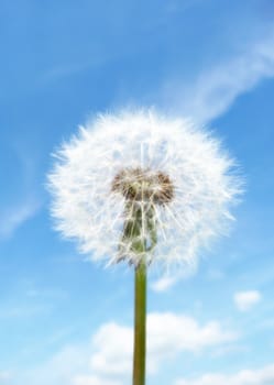Close up view of a Dandelion clock with a sky background.