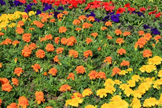 Marigold and petunia flowers in a garden.
