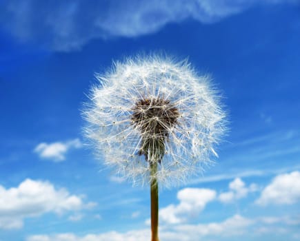 Close up view of a Dandelion clock with a sky background.