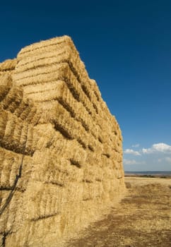 straws of hay, grain crop field picture