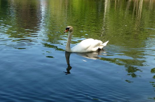 A Swan swimming in the lake In Valentines park.